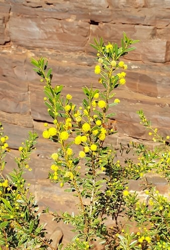 Acacia maitlandii