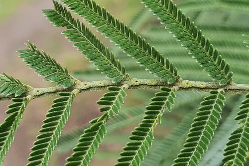 Acacia mearnsii (Late black wattle) — photo
