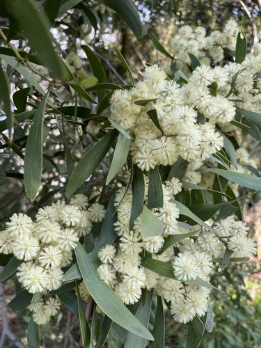 Acacia melanoxylon (Australian blackwood) — photo