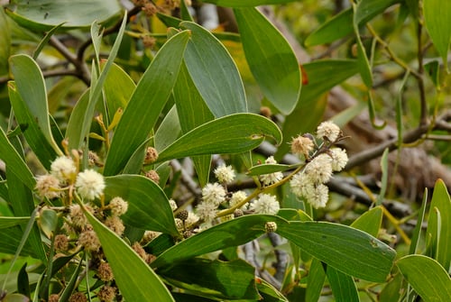 Acacia melanoxylon