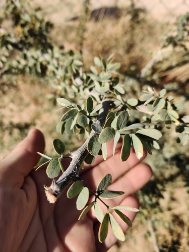 Acacia mellifera — photo