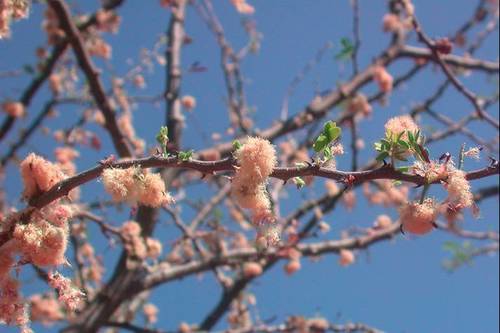 Acacia mellifera — photo