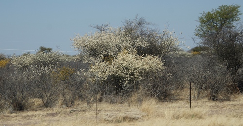 Acacia mellifera