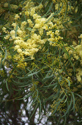 Acacia microbotrya (Manna wattle) — photo