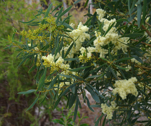 Acacia microbotrya (Manna wattle) — photo