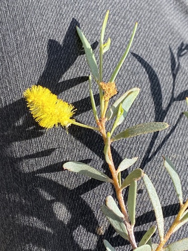 Acacia minyura (Desert mulga) — photo