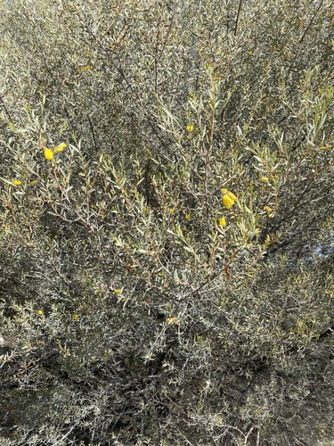 Acacia minyura