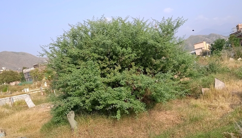 Acacia modesta — photo