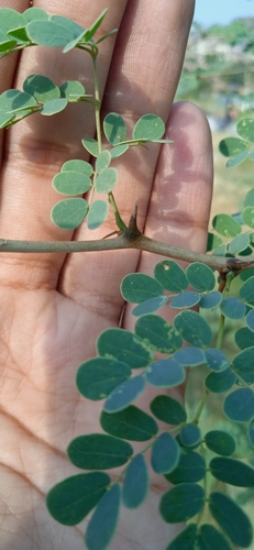 Acacia modesta — photo