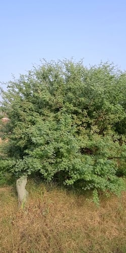 Acacia modesta