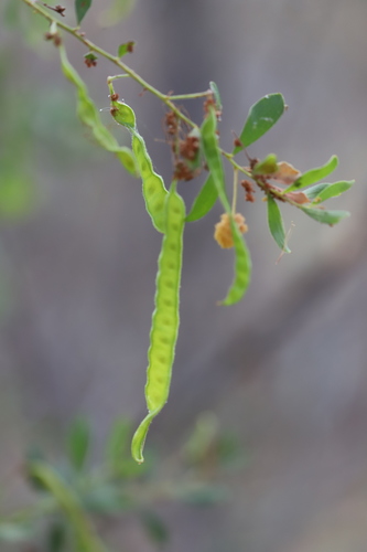Acacia monticola (Red Wattle) — photo