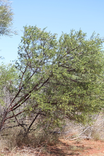 Acacia monticola (Red Wattle) — photo