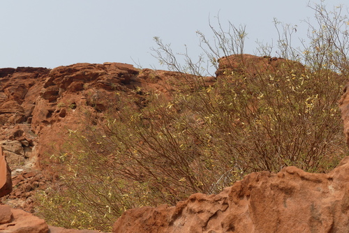 Acacia montis-usti (Brandberg acacia) — photo