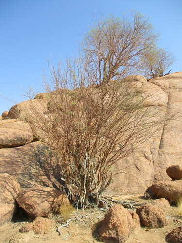 Acacia montis-usti
