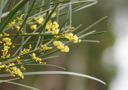 Acacia mucronata (Narrow-leaved wattle) — photo