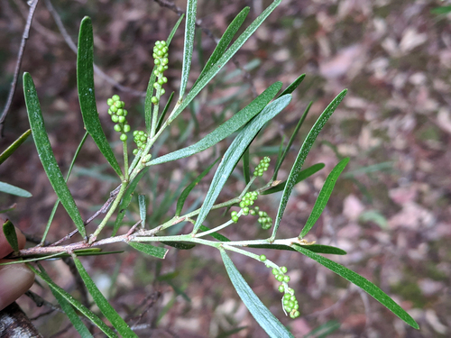 Acacia mucronata (Narrow-leaved wattle) — photo