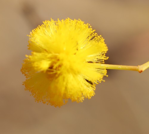 Acacia murrayana (Murray’s wattle) — photo