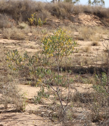 Acacia murrayana (Murray’s wattle) — photo