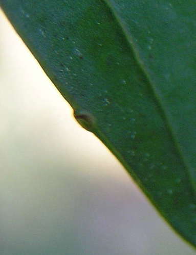 Acacia myrtifolia (Myrtle wattle) — photo