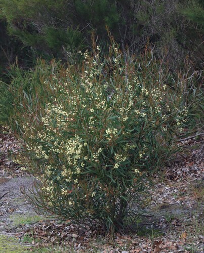 Acacia myrtifolia (Myrtle wattle) — photo