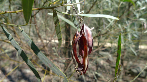 Acacia neriifolia (Oleander wattle) — photo