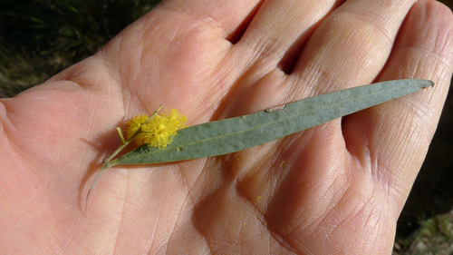 Acacia neriifolia (Oleander wattle) — photo