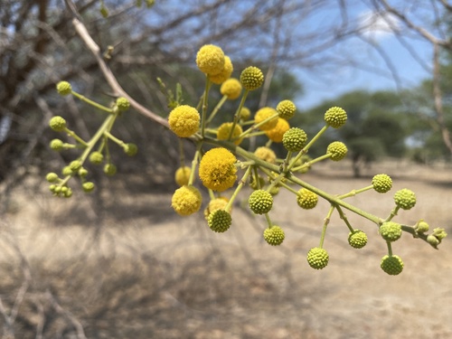Acacia nilotica — photo