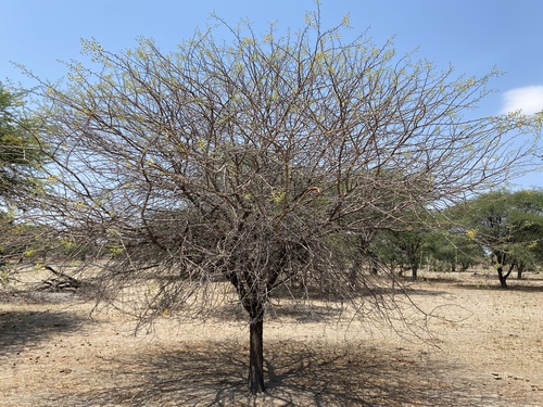 Acacia nilotica — photo