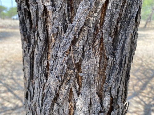Acacia nilotica subsp. indica