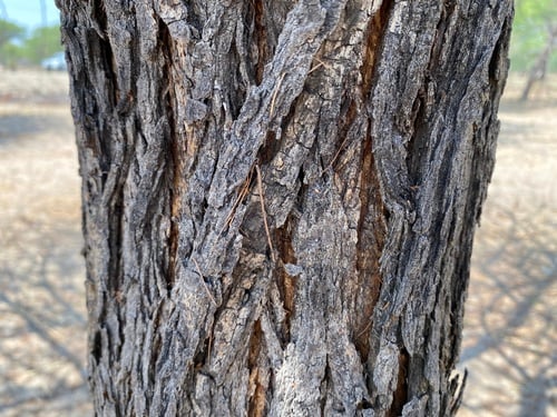 Acacia nilotica