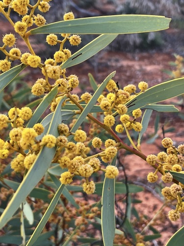 Acacia notabilis (Black wattle) — photo
