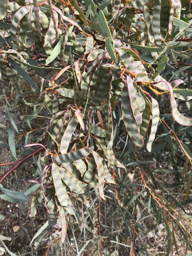 Acacia notabilis (Black wattle) — photo