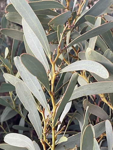 Acacia notabilis