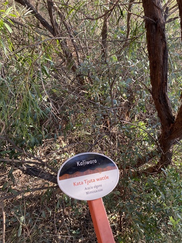 Acacia olgana (Mt Olga wattle) — photo