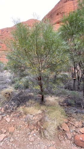 Acacia olgana (Mt Olga wattle) — photo