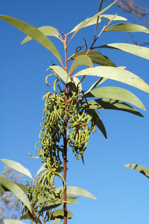 Acacia oligophleba — photo