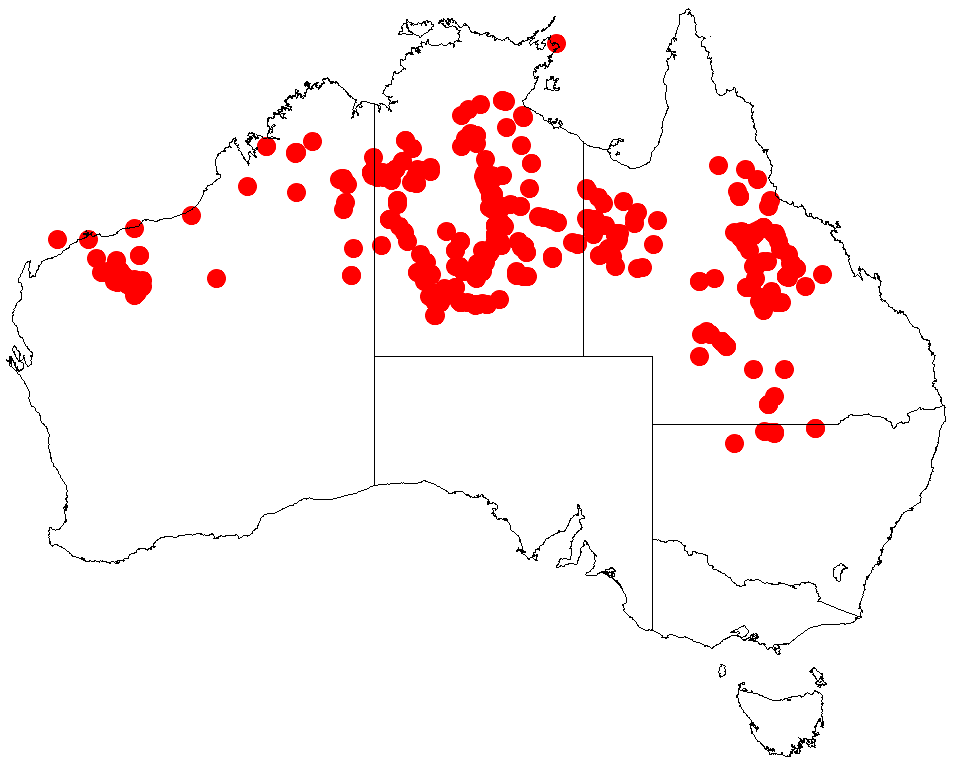 Acacia oligophleba