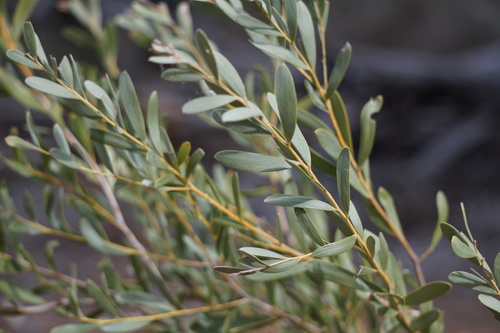Acacia omalophylla (Yarran) — photo