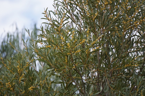 Acacia omalophylla (Yarran) — photo