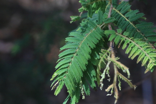 Acacia oshanesii (A Silver Wattle) — photo