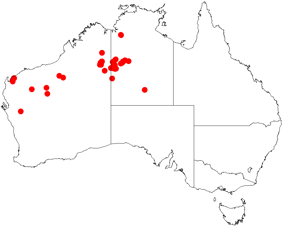 Acacia pachycarpa