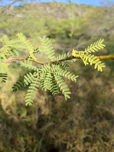 Acacia pallida — photo