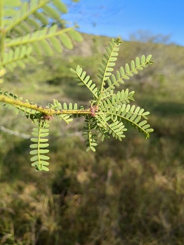 Acacia pallida — photo