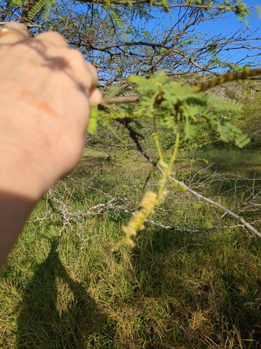 Acacia pallida