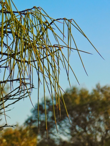 Acacia palustris