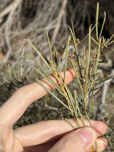 Acacia papyrocarpa (Western myall) — photo