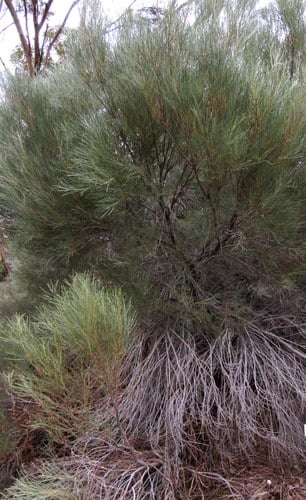 Acacia papyrocarpa (Western myall) — photo