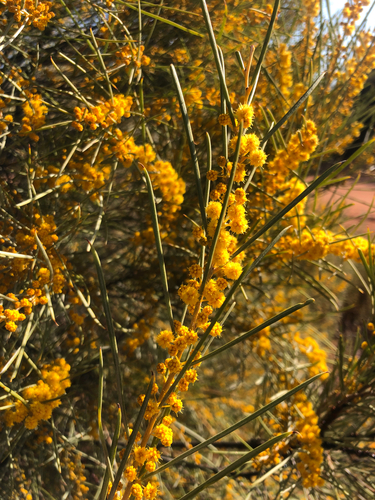 Acacia papyrocarpa