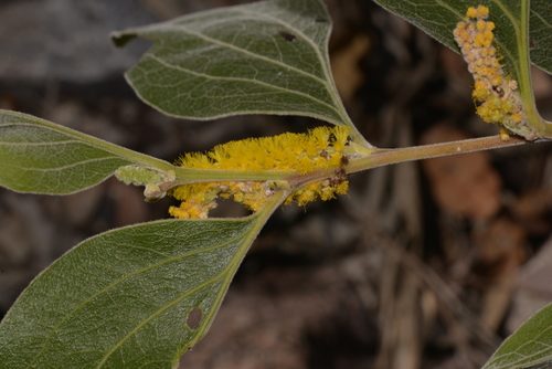 Acacia pellita — photo