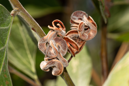 Acacia pellita — photo